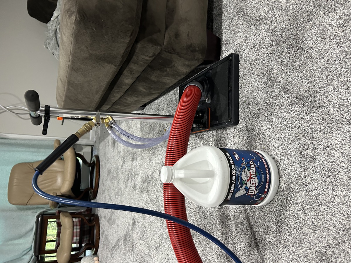 Pet stain treatment on carpet